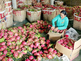2014 fruit and vegetable exports estimated at USD1 47 billion
